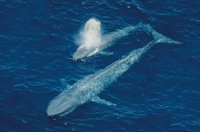 Top view of Blue whale and its calf