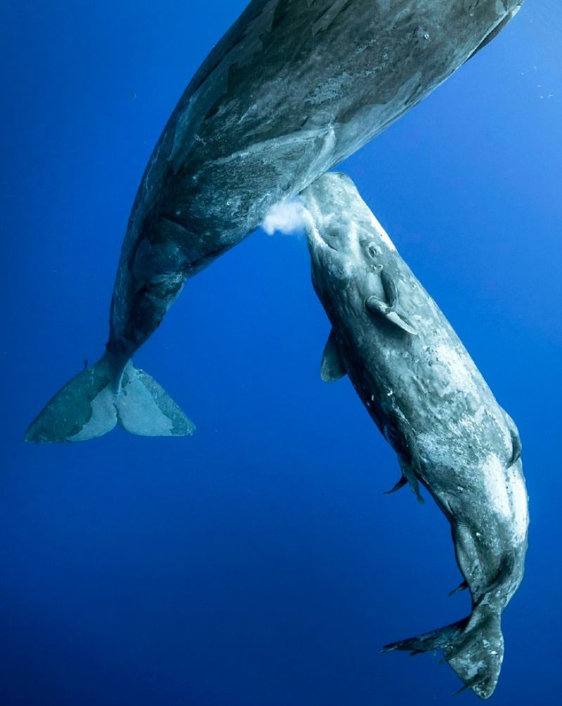A Blue Whale Breastfeeding Its Calf