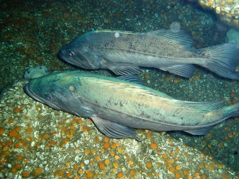 Are Fish Endangered? What You Need to Know 23 Boccaccio Rockfish
