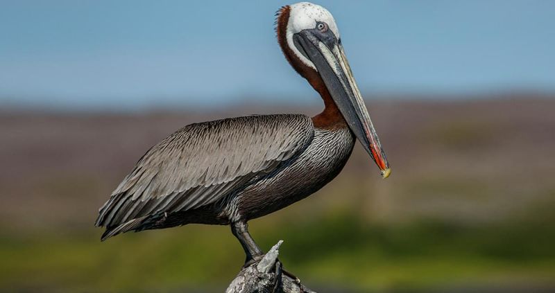 Brown Pelicans