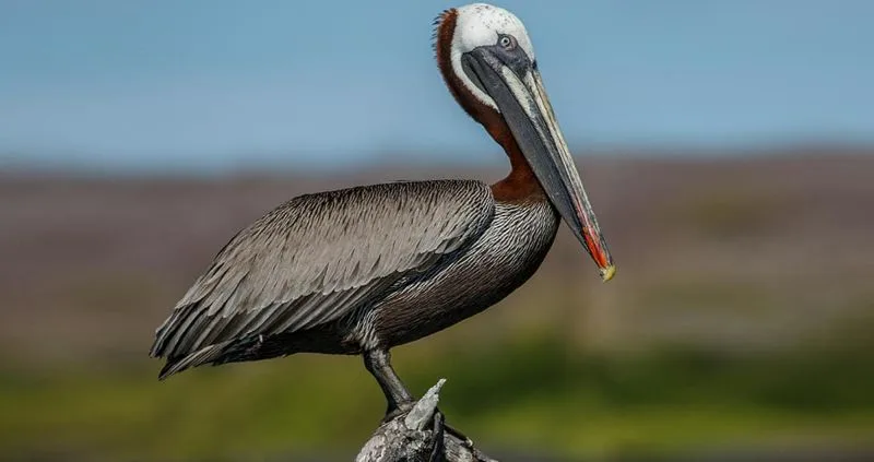 17 Encouraging Endangered Species Success Stories 6 Brown Pelicans