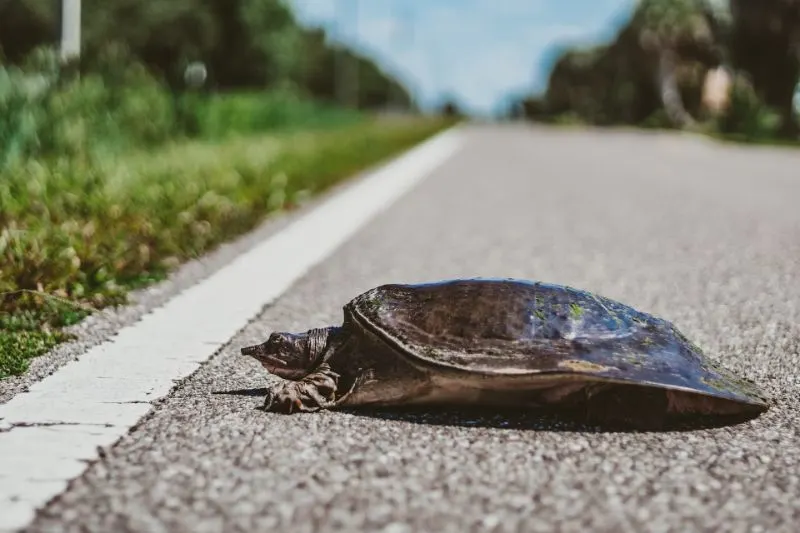 12 Animals with the Best Sense of Smell 12 Animals with the Best Sense of Smell