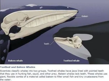 Classification Of Whales