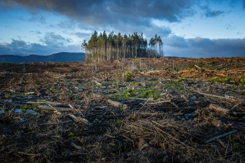 Are Fish Endangered? What You Need to Know 5 deforested