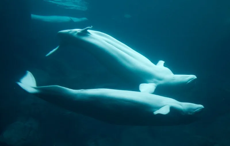 Pair of Cook Inlet Beluga Whale