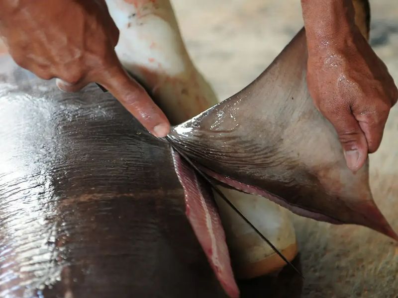Cutting off Shark fin