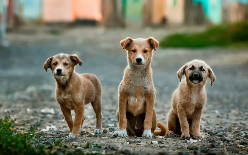 12 Animals with the Best Sense of Smell 5 Dogs