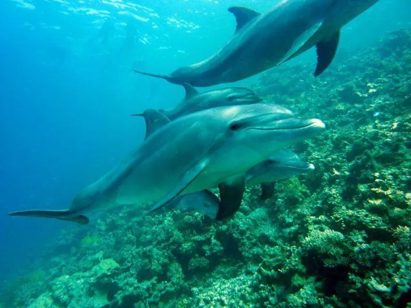 23 Fun, Interesting Facts About Whales 22 Whales