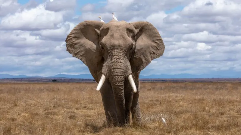 12 Animals with the Best Sense of Smell 3 Elephant