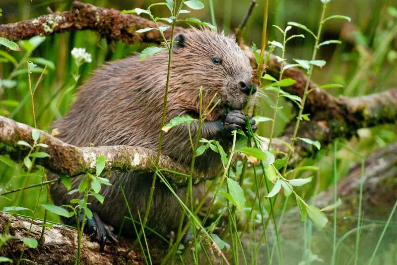 Beaver eating leaves Englands-First-Wild-Beaver-Colony
