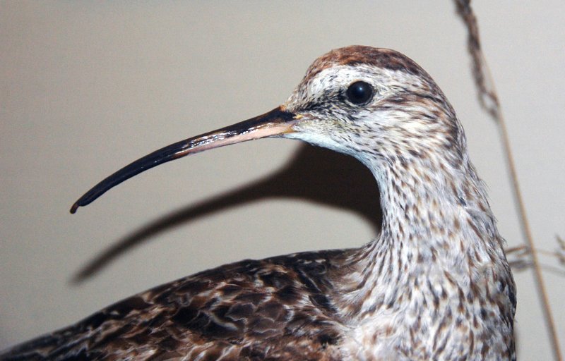 Adult Eskimo Curlew