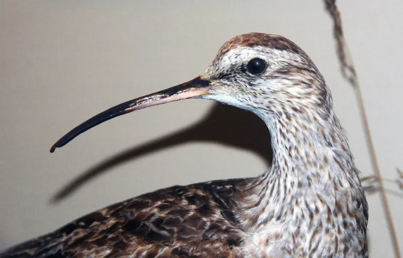 17 Most Endangered Birds Around the World 2 Eskimo Curlew Bird