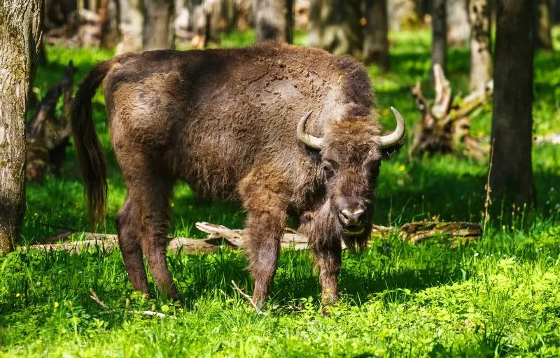 17 Encouraging Endangered Species Success Stories 13 European Bison