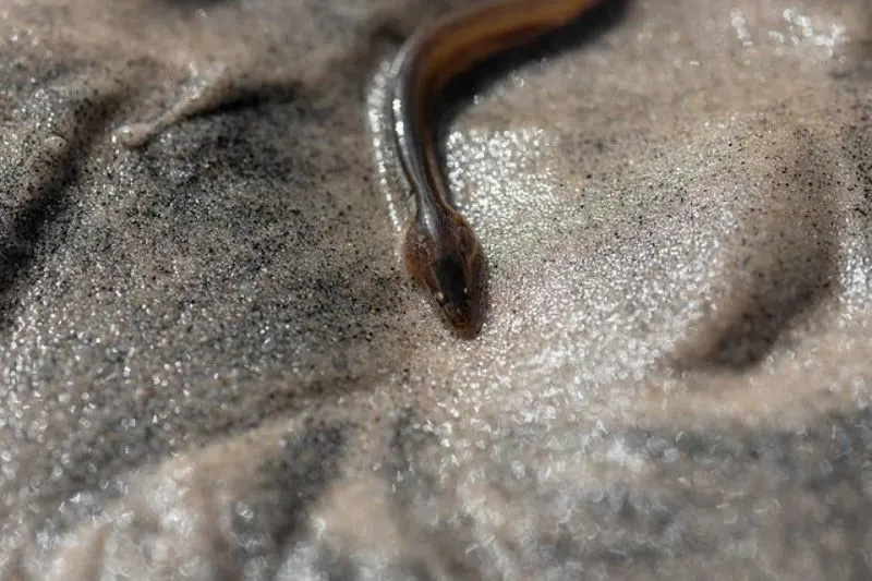 Are Fish Endangered? What You Need to Know 12 European Eel