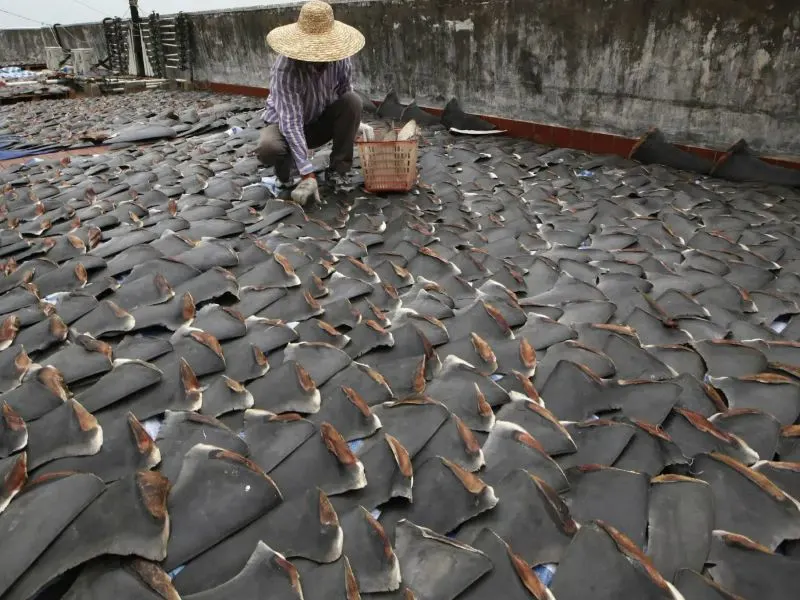 Shark Finning: A History Of Shark Abuse 5 Finn on the floor