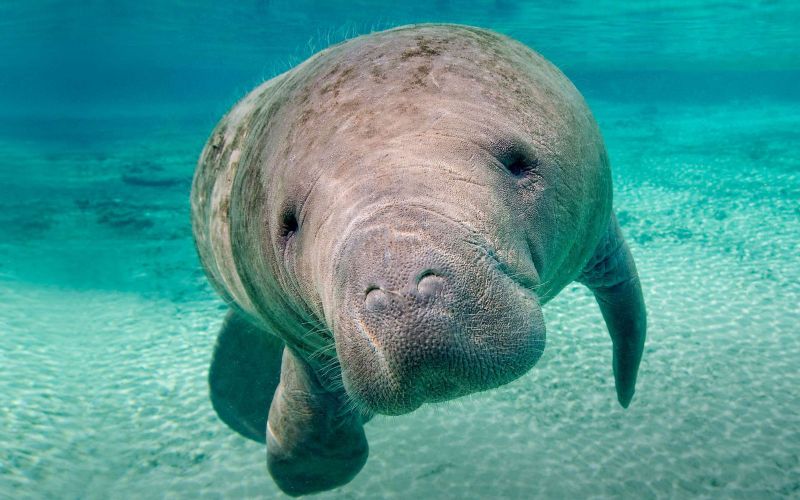 Florida Manatee