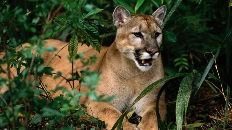 The Iconic Animals in Lion King… Explored! 1 Florida Panthers