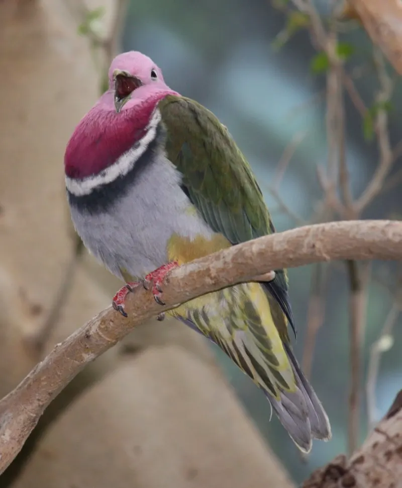 Fruit Dove on a Tree Branch