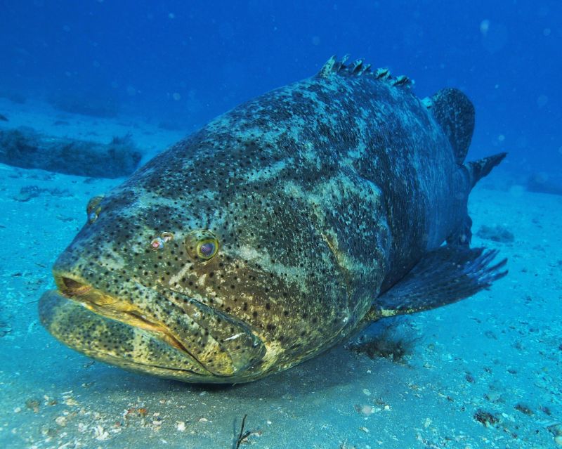 Goliath Grouper swimming in coral reef habitat.