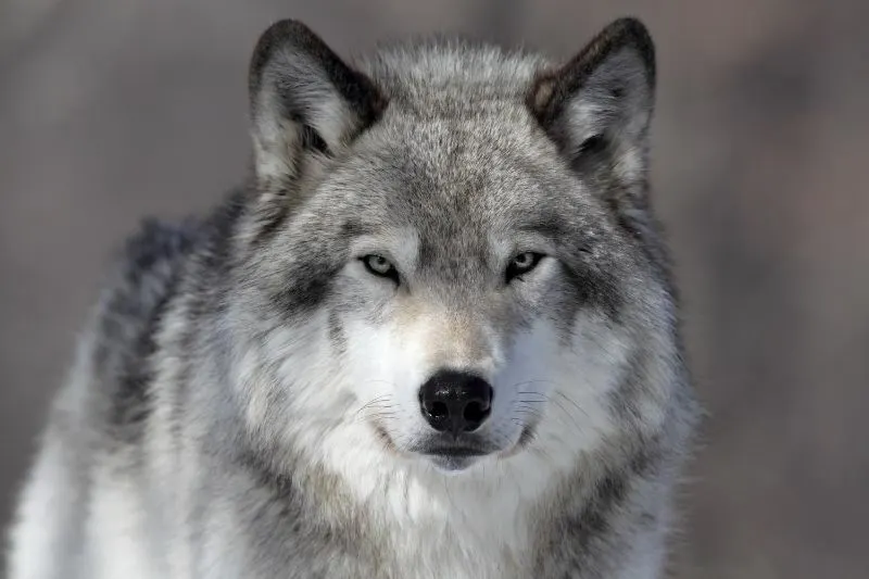 17 Encouraging Endangered Species Success Stories 7 Gray Wolves