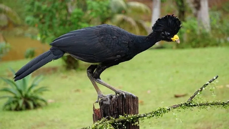 Adult Great Curassow