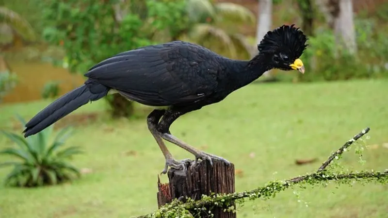17 Most Endangered Birds Around the World 10 Adult Great Curassow