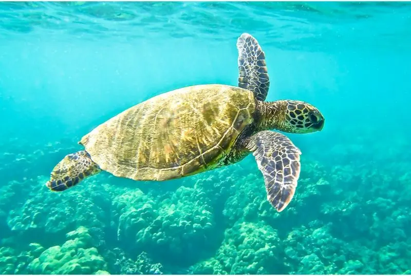 Sea Turtle Conservancy 1 Green Sea Turtles