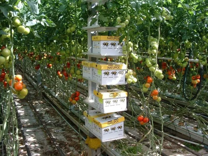 Beehive inside greenhouse