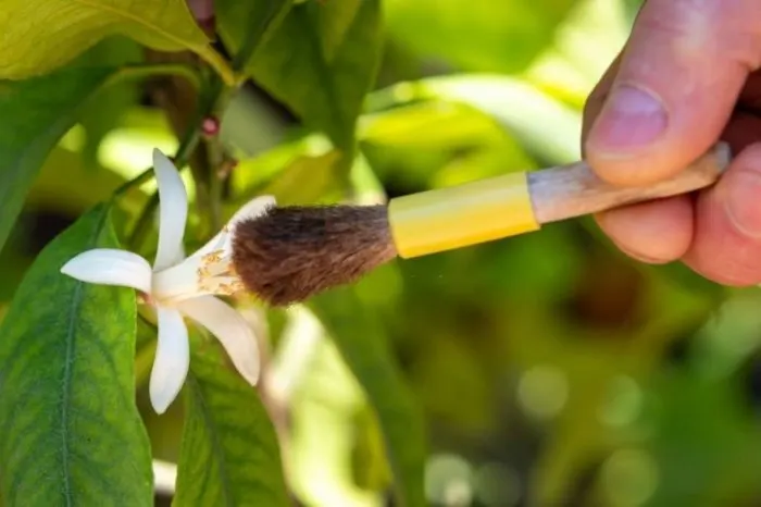 Brush pollination flower