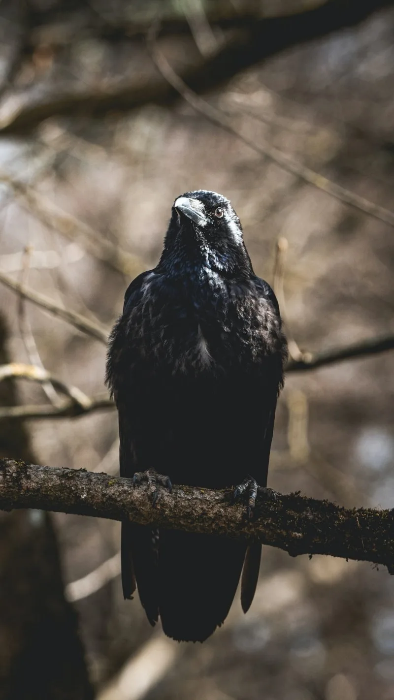 17 Most Endangered Birds Around the World 4 Hawaiian Crow on a Tree