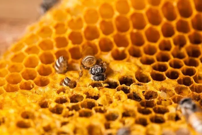 Healthy bees in a sunflower field gathering nectar.