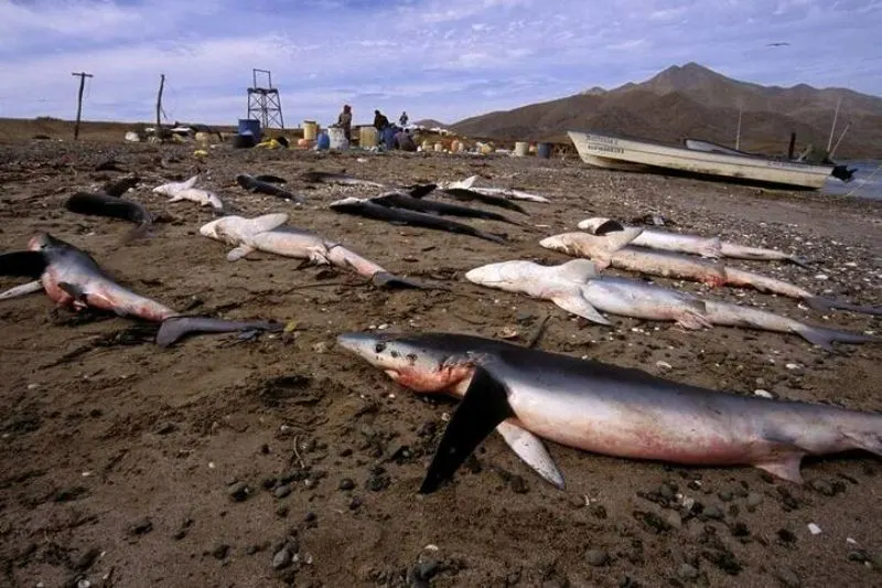 Shark Finning: A History Of Shark Abuse 2 History of Shark Finning