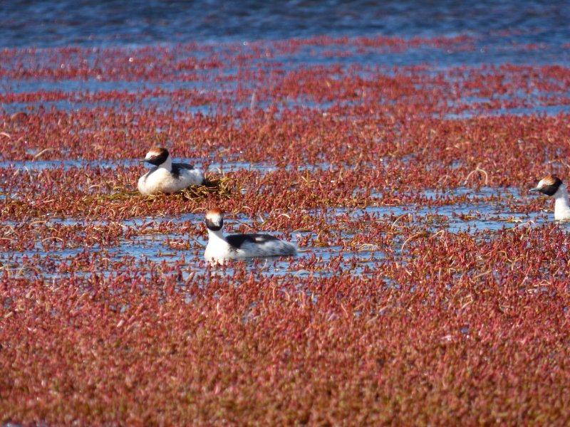 Swimming Hooded Grebe