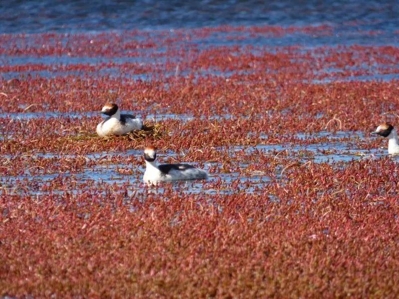 Swimming Hooded Grebe