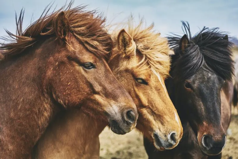12 Animals with the Best Sense of Smell 10 Horses