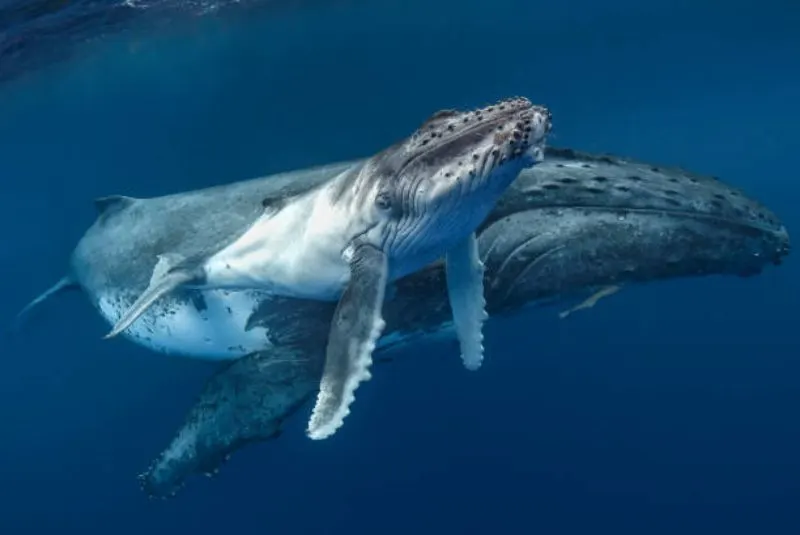 A Humpback Whale