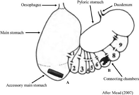 Baird's Whale Stomach