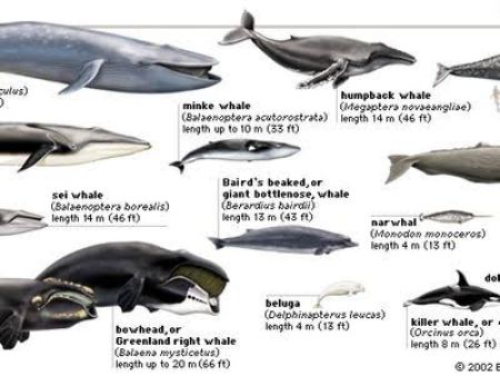 Cetaceans.