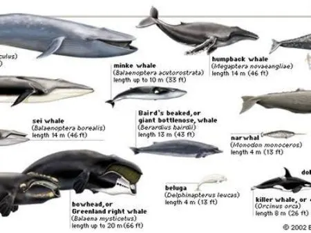 23 Fun, Interesting Facts About Whales 1 Cetaceans.