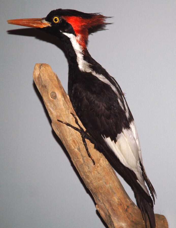 Ivory-billed Woodpecker