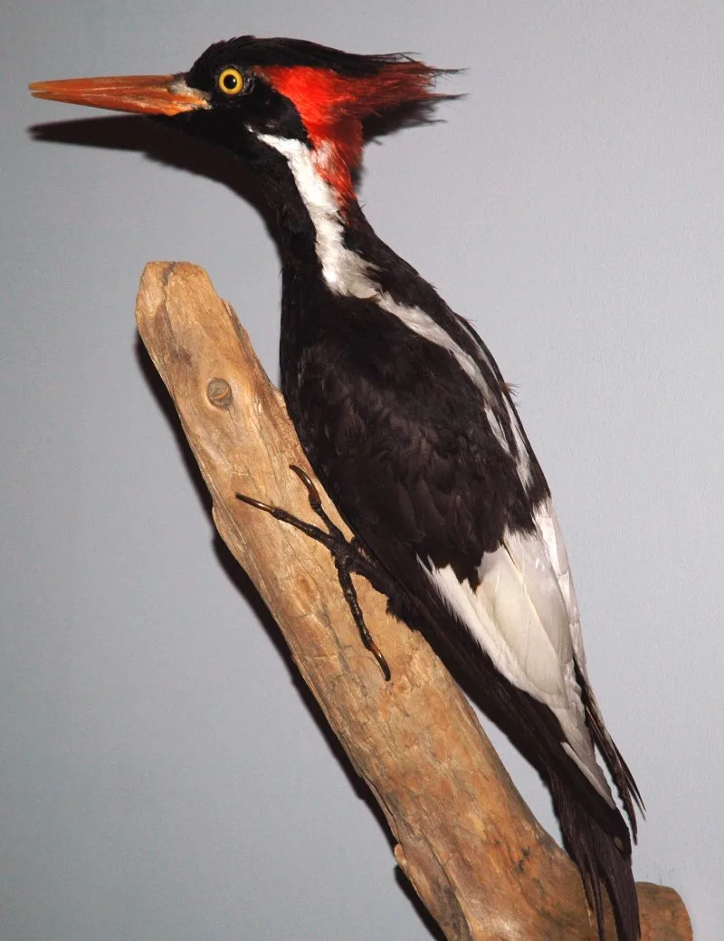 17 Most Endangered Birds Around the World 8 Ivory-billed Woodpecker