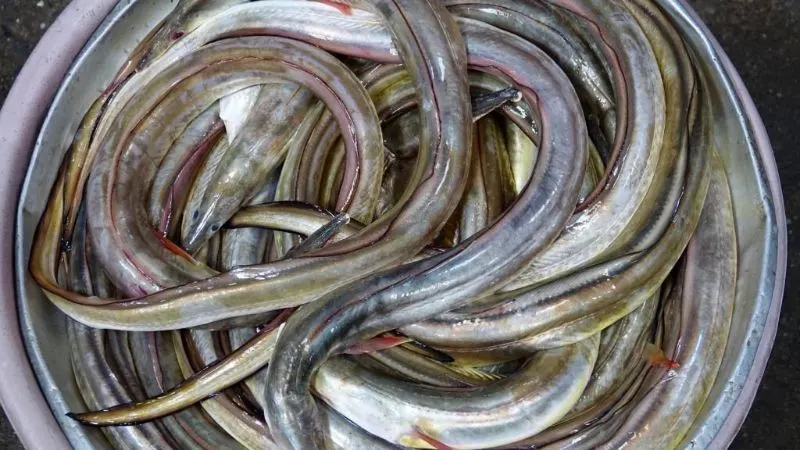 Are Fish Endangered? What You Need to Know 20 Japanese Eel