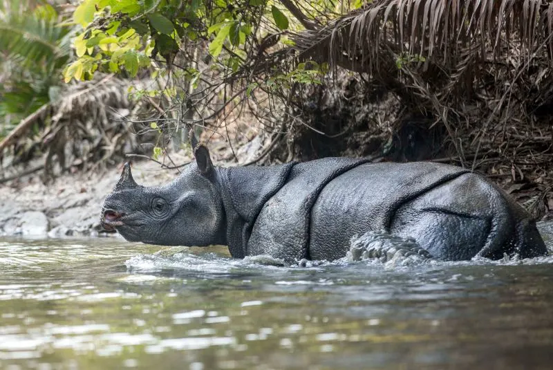 Javan Rhinoceros walking in water