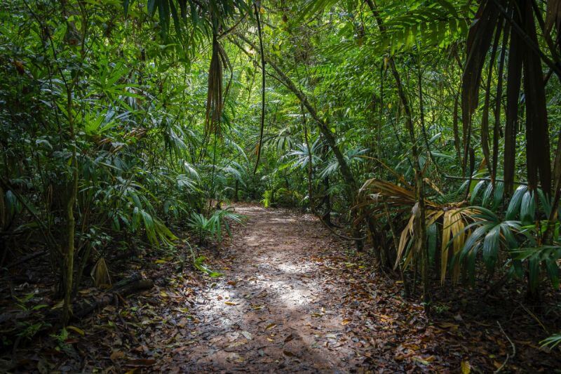 jungle, pathway, steps