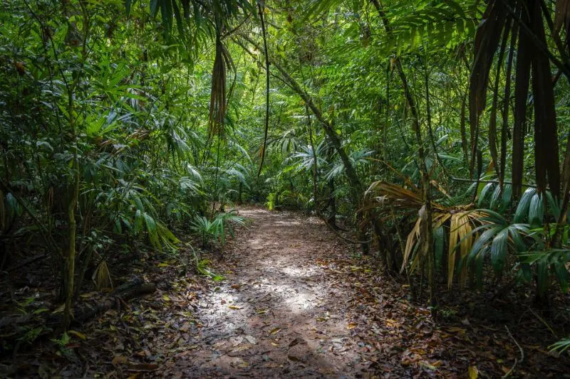 Do Lions Live in the Jungle? Learn Where They Live 2 jungle, pathway, steps
