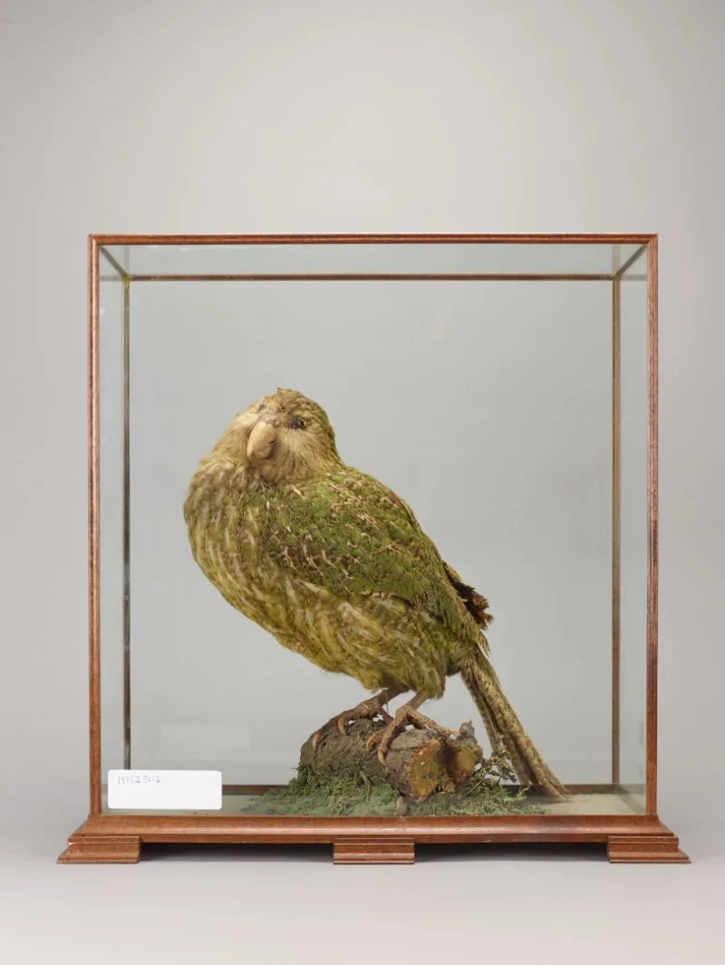 17 Most Endangered Birds Around the World 12 Kakapo