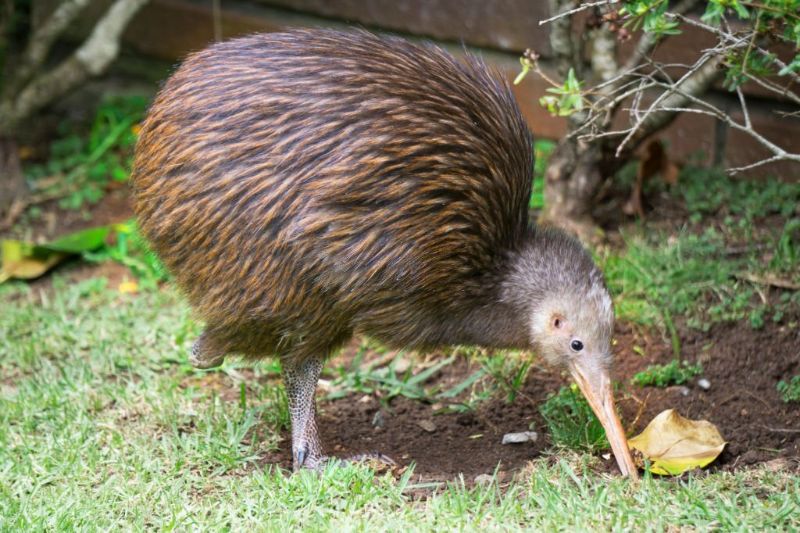 12 Animals with the Best Sense of Smell 12 Animals with the Best Sense of Smell