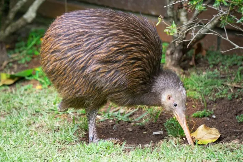 Kiwi