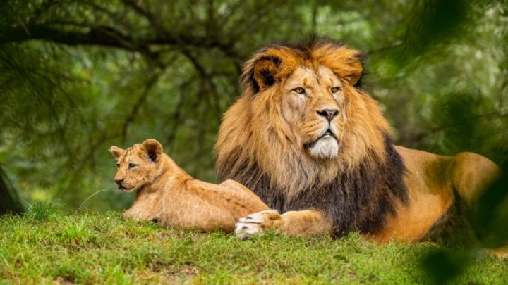 lion and cub resting