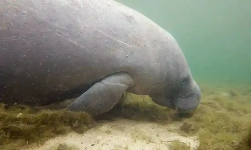 Manatee Vulnerability